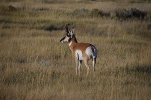 This Antelope let me take his picture from my car window.