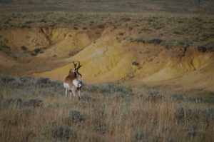 After fighting another Antelope, this one surveyed his realm.