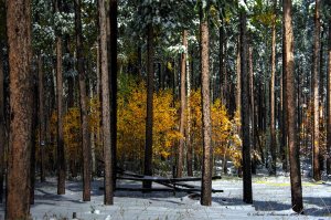 Gold in Lodgepole Pines