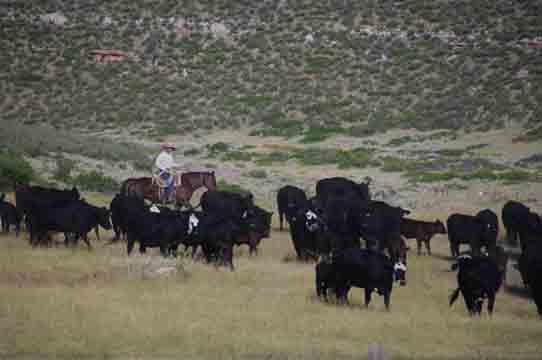 Moving in closer with the herd