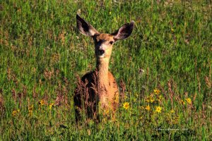 Mule Deer Doe