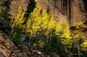 An Example of no direct sunlight but this picture of Quaking Aspen turned out anyway.
