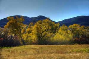 Sidelighted Cottonwood trees along Garden Creek with Casper Mountain in the background.