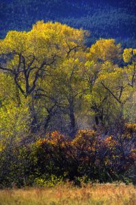 Light pouring through the golden, shimmering Cottonwood leaves.