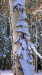 IMGP2341_2_3_tonemapped.cropped